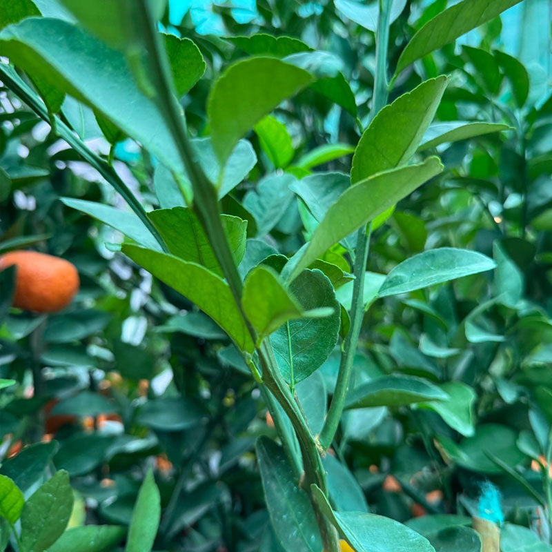 [PRE- ORDER] Citrus reticulata, Mandarin Orange 朱砂桔 in 16" traditional clay pot (1.4 - 1.6mH)