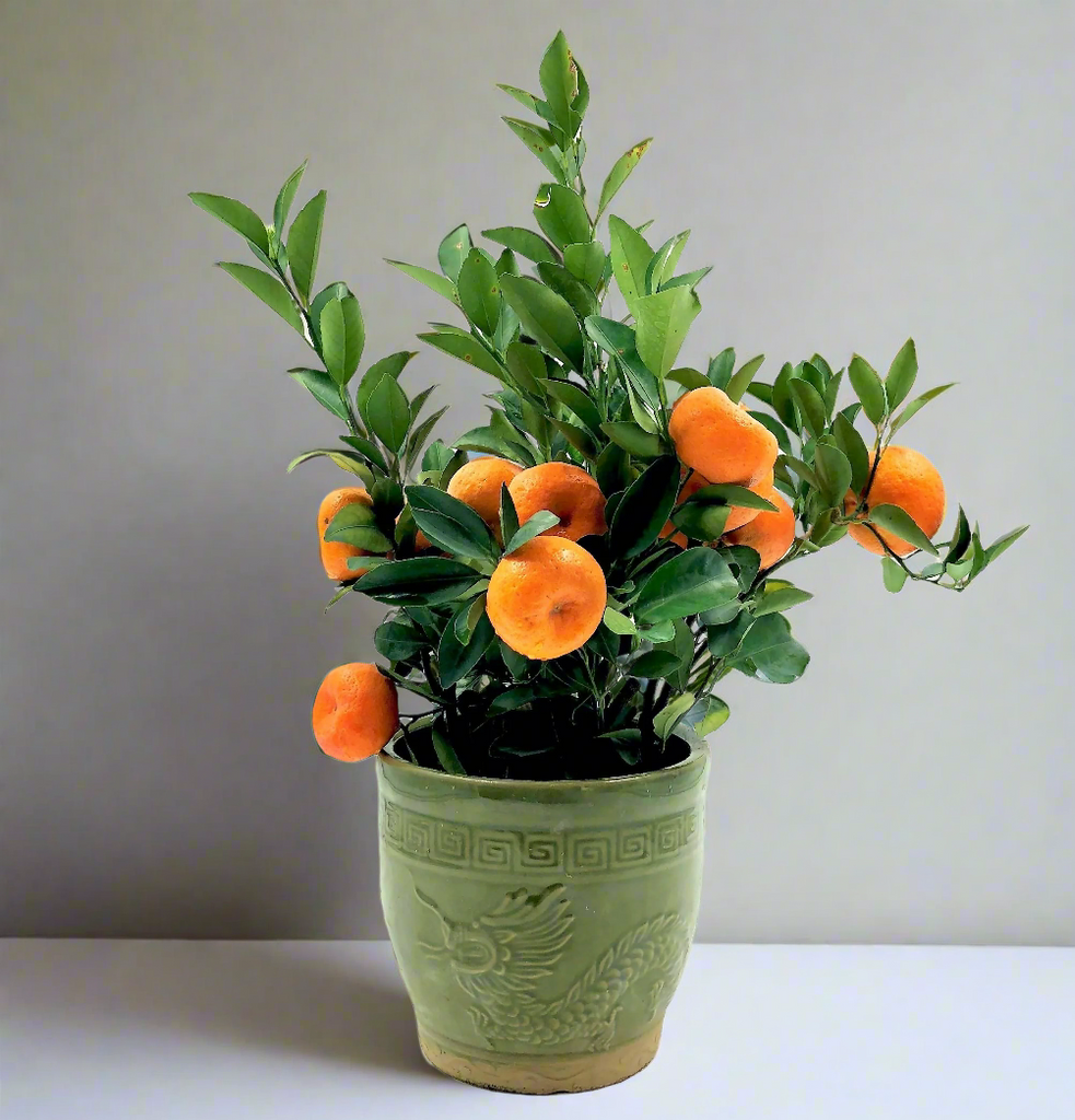 [PRE-ORDER] Citrus reticulata, Mandarin Orange 朱砂桔 in 8 Inch Green Pot (0.40-0.50m)