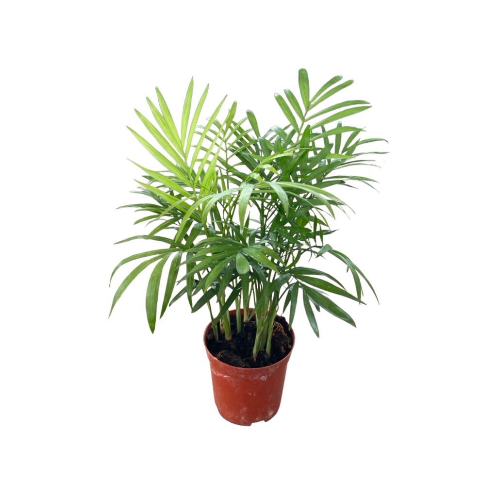 Chamaedorea seifrizii, Mini Bamboo Palm (0.30m)