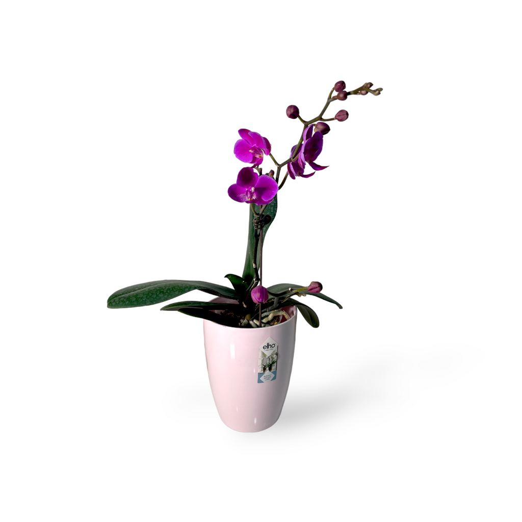 Purple Phalaenopsis in Soft Pink Brussels Diamond Orchid High