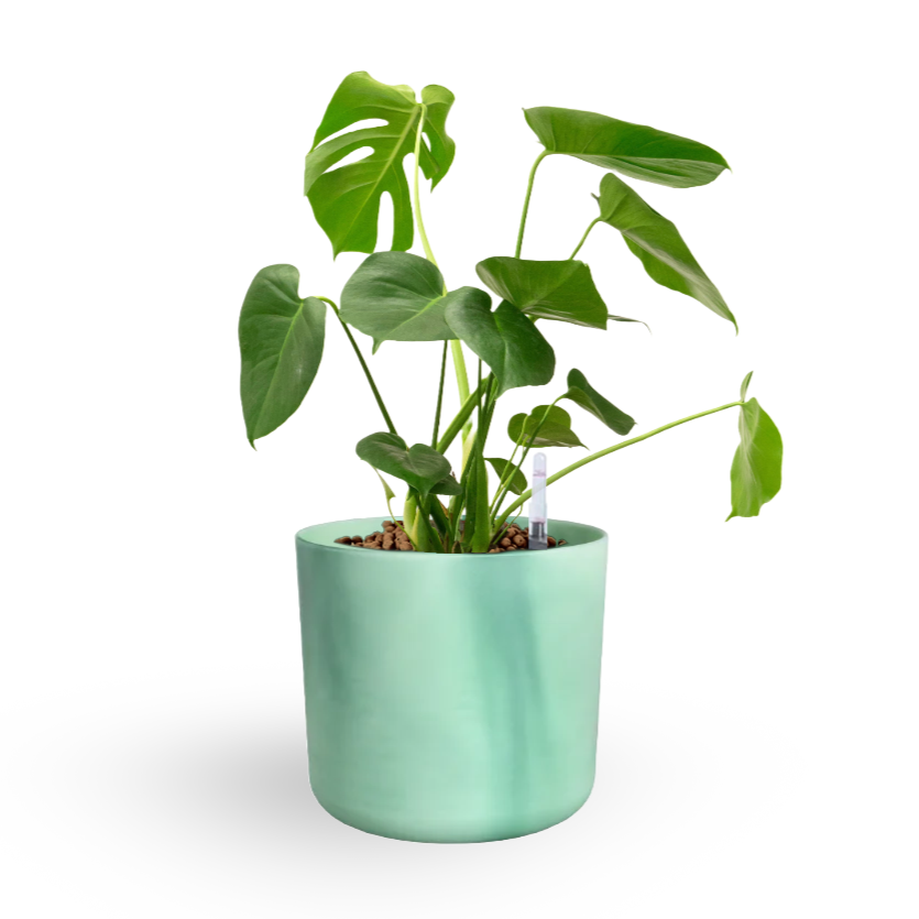 Monstera Deliciosa, Swiss-cheese Plant in Pacific Green Ocean Pot (0.4m)