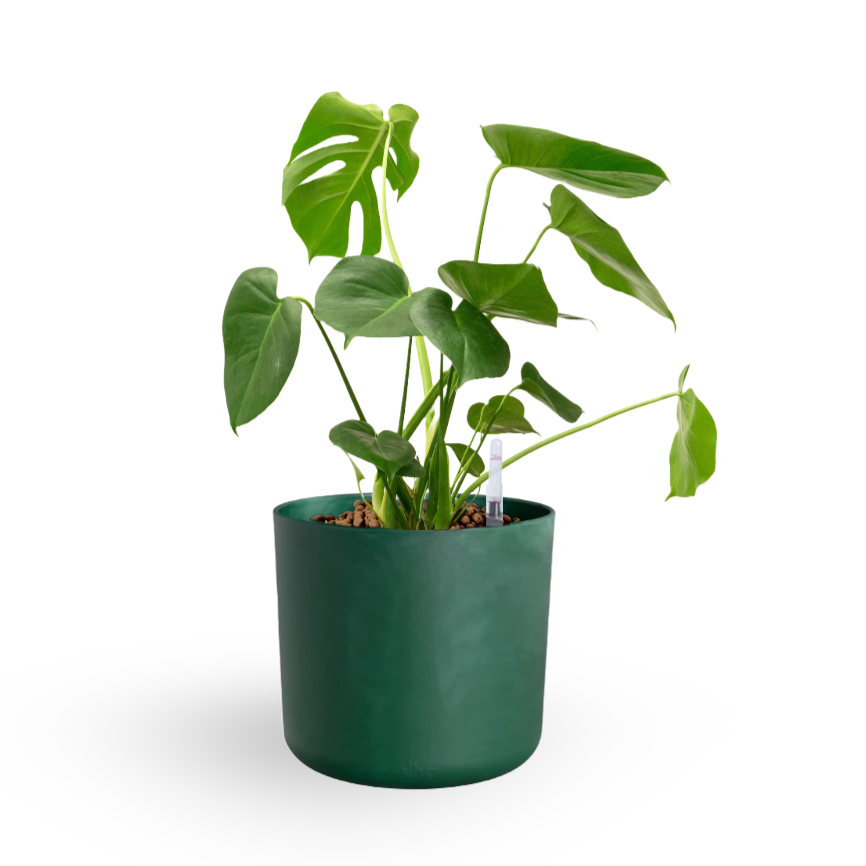 Monstera Deliciosa, Swiss-cheese Plant in Pacific Green Ocean Pot (0.4m)