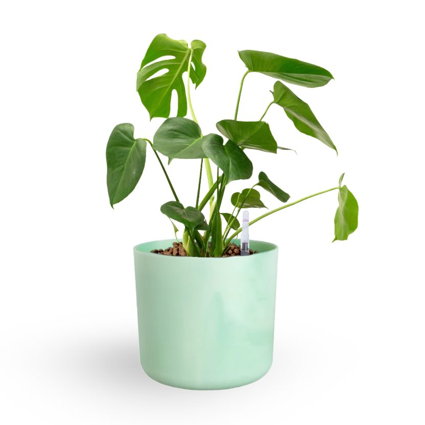 Monstera Deliciosa, Swiss-cheese Plant in Pacific Green Ocean Pot (0.4m)
