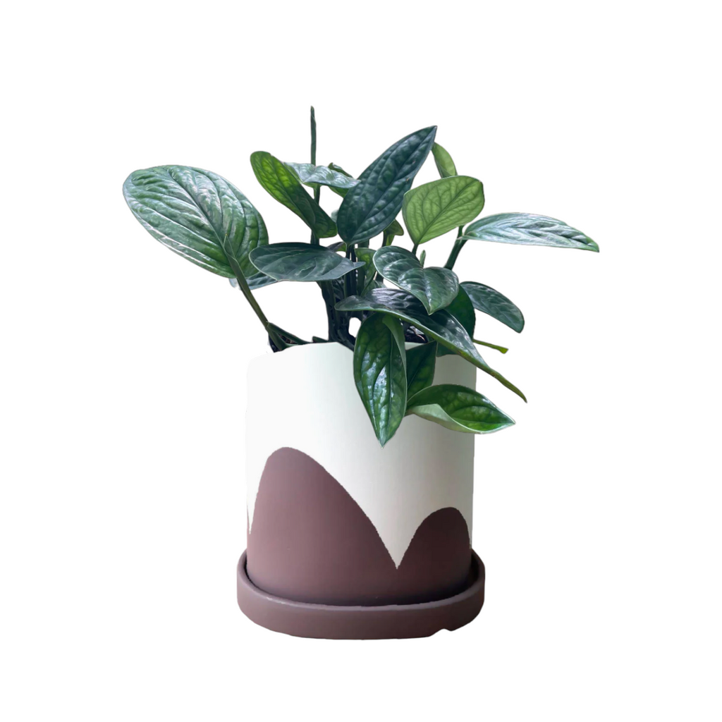 Monstera Peru in Purple Kola Planter