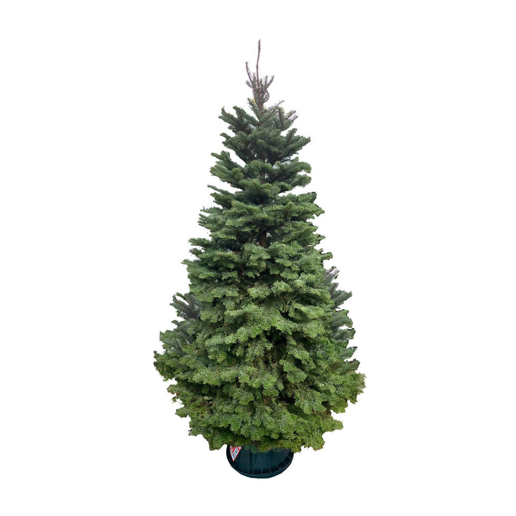 Noble Fir Christmas Tree (5FT - 12FT)