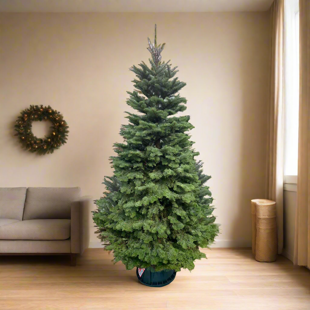 Noble Fir Christmas Tree (5FT - 12FT)