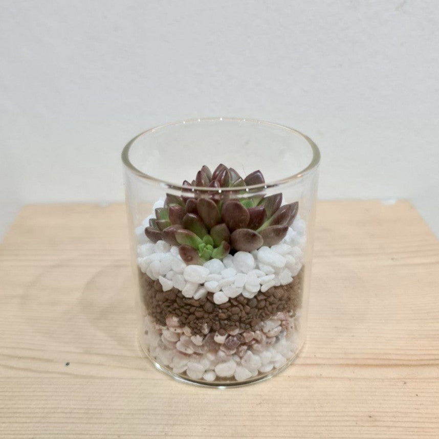 Small Open Succulent Cylinder