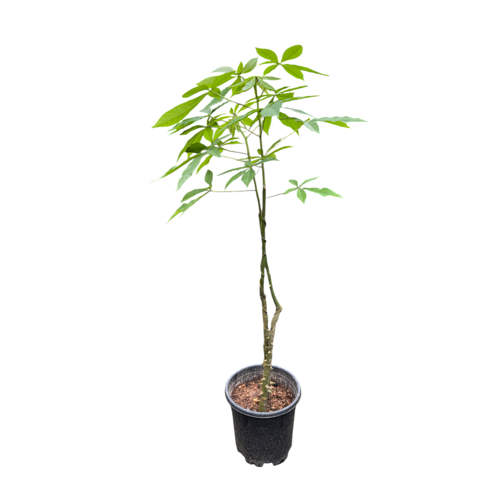 Ceiba speciosa, Silk Floss Tree (1.3m)