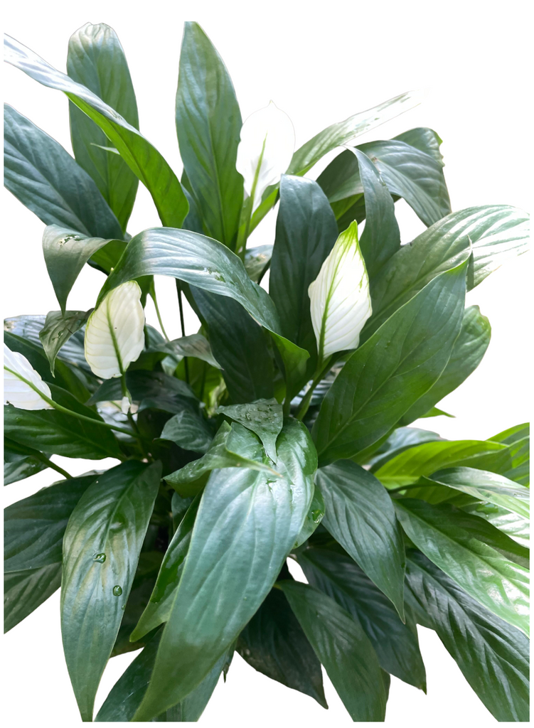 Spathiphyllum, Peace lily (0.5m)