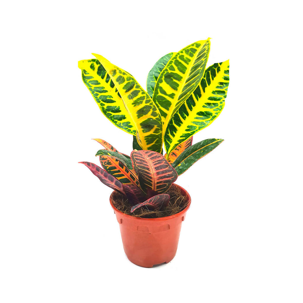 Crotons, Codiaeum variegatum (0.55m)