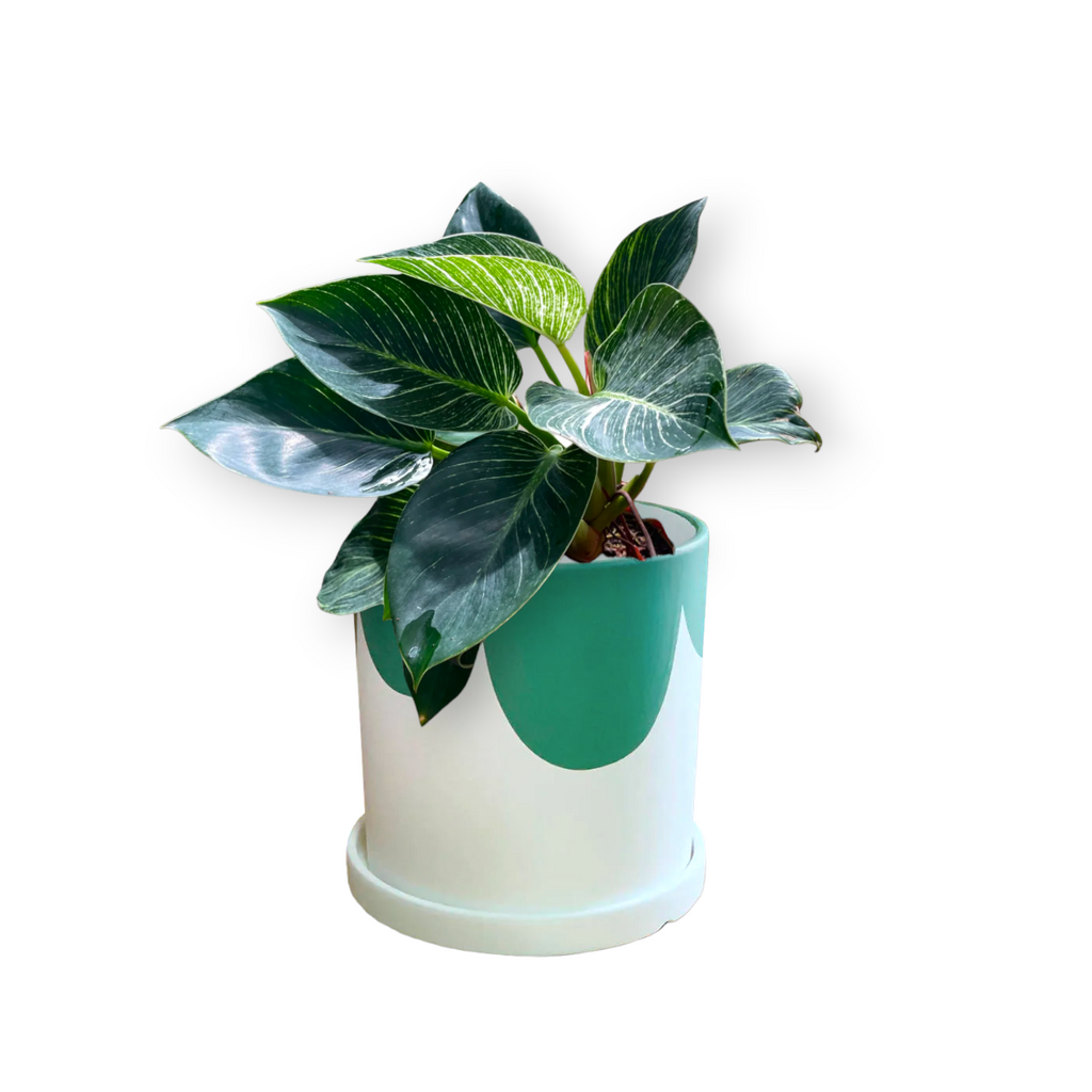 Philodendron Birkin in Green Kola Planter