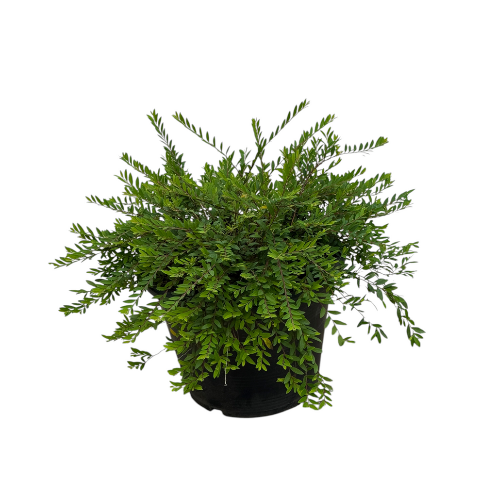 Phyllanthus myrtifolius, Mousetail Plant (0.3m)