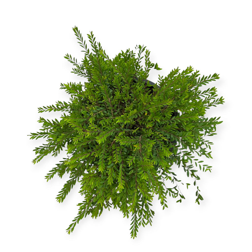 Phyllanthus myrtifolius, Mousetail Plant (0.3m)
