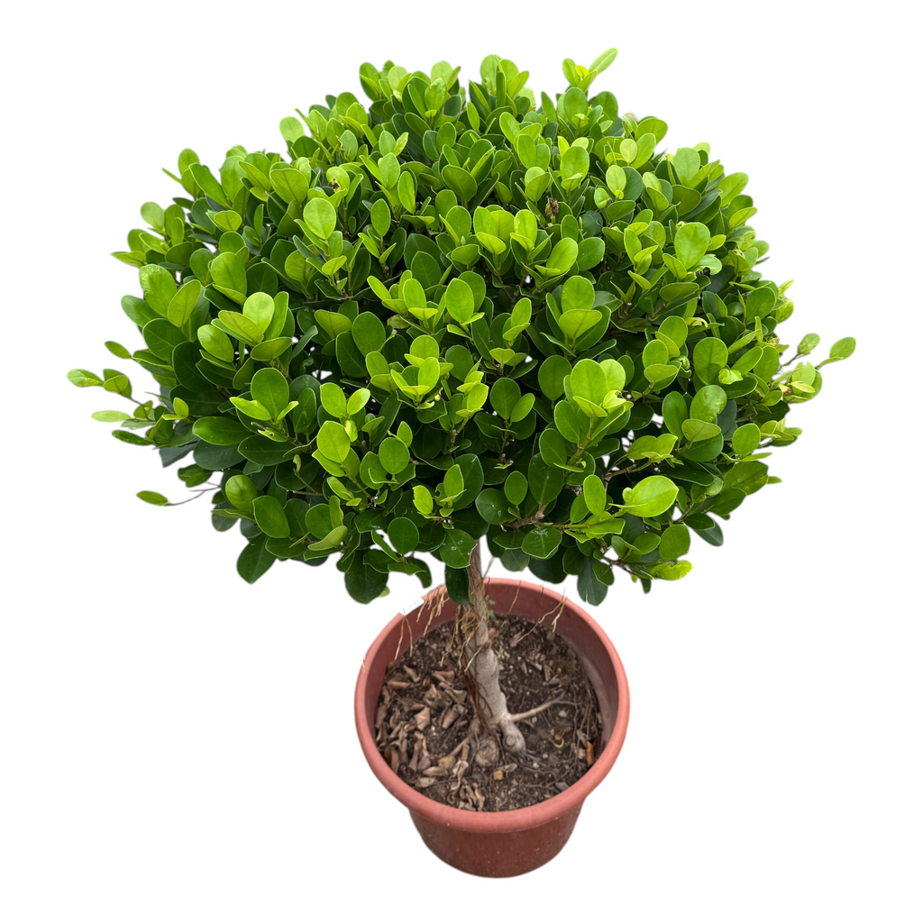 Ficus microcarpa, Chinese Banyan, Single Ball (1.2m)