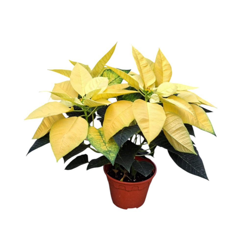 Euphorbia pulcherrima 'Yellow', Cameron.H Yellow Poinsettia (0.30m)