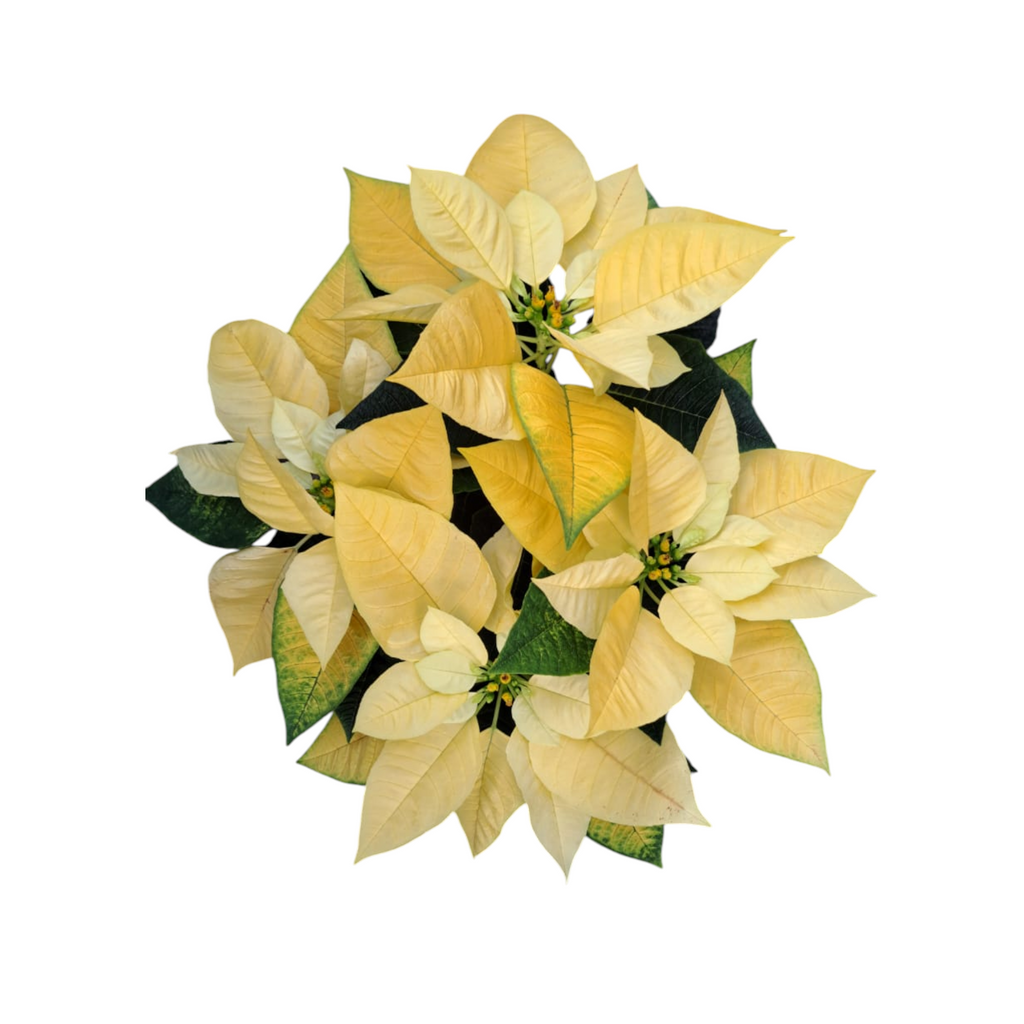 Euphorbia pulcherrima 'Yellow', Cameron.H Yellow Poinsettia (0.30m)