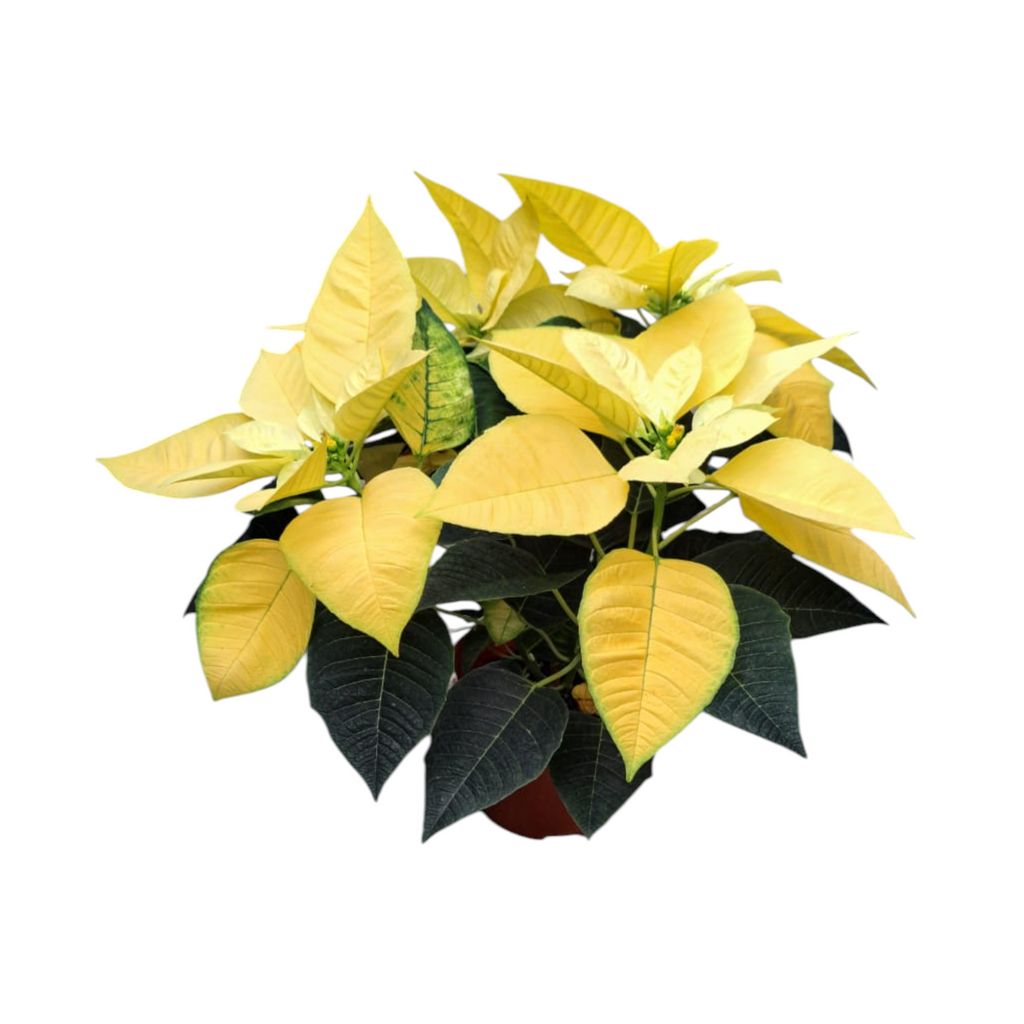 Euphorbia pulcherrima 'Yellow', Cameron.H Yellow Poinsettia (0.30m)