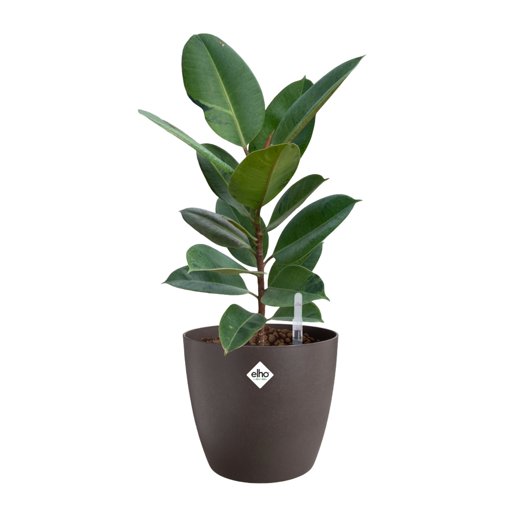 Ficus Shivereana in Espresso Brown Coffee Collection 18cm (0.55m)