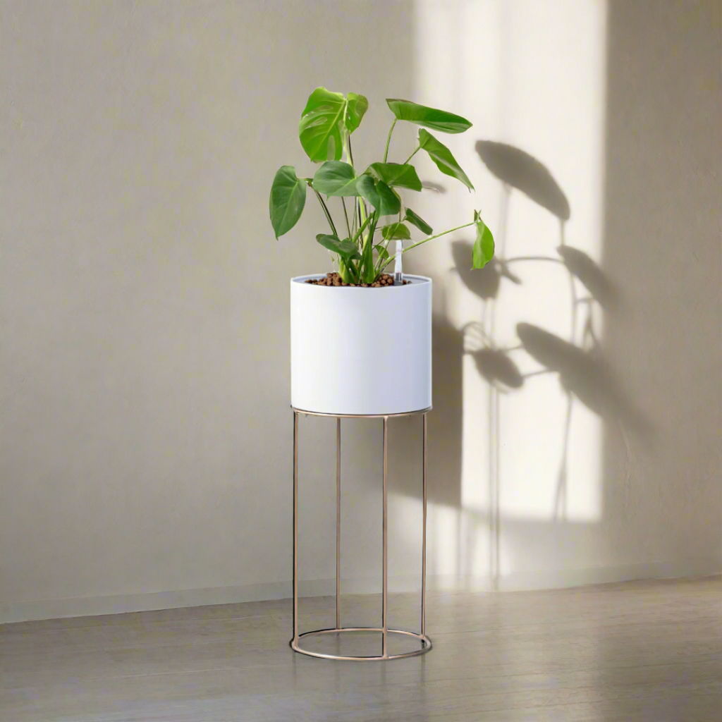 Monstera Deliciosa in White Valencia Planter