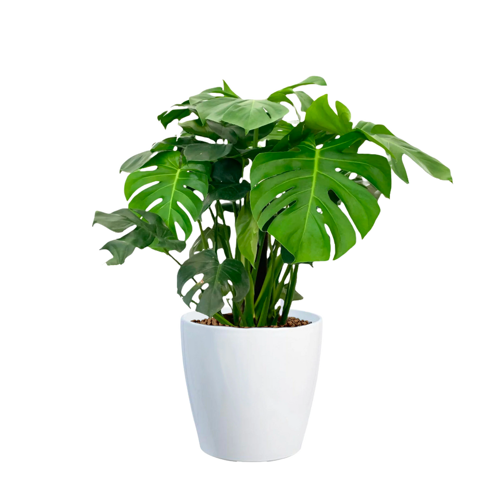Monstera deliciosa, Swiss-cheese Plant in White Dumpy Round Series 37cm (0.9m)