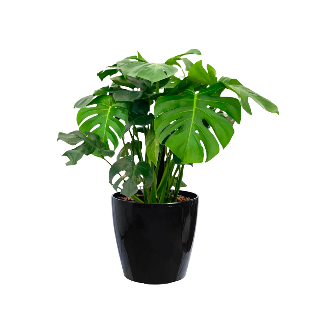Monstera deliciosa, Swiss-cheese Plant in Black Dumpy Round Series 37cm (0.9m)