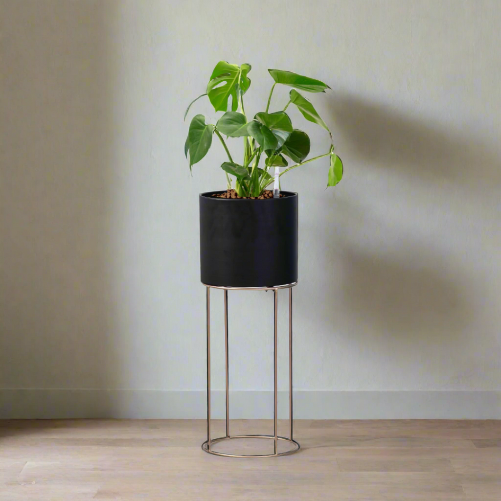Monstera Deliciosa in Black Valencia Planter (0.8mH)