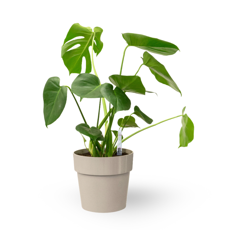 Monstera Deliciosa, Swiss-cheese Plant in Warm Grey B. for Original Round (0.4m)