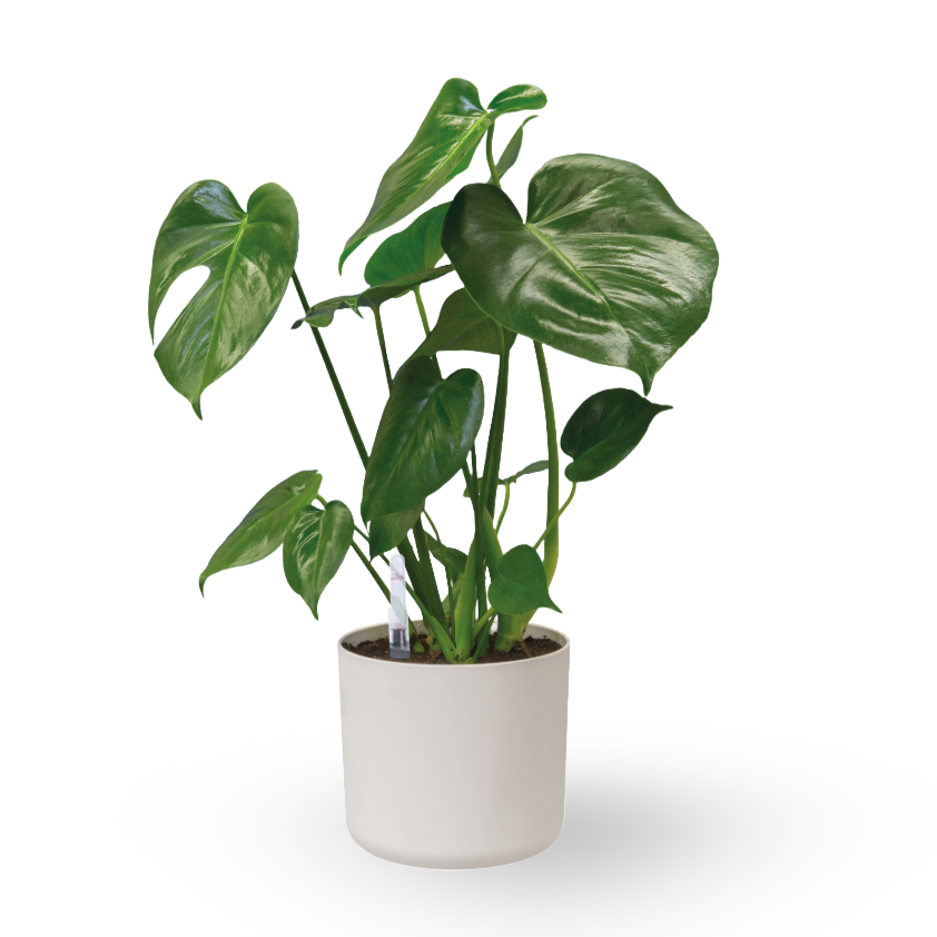 Monstera Deliciosa, Swiss-cheese Plant in White B. for soft round (0.4m)