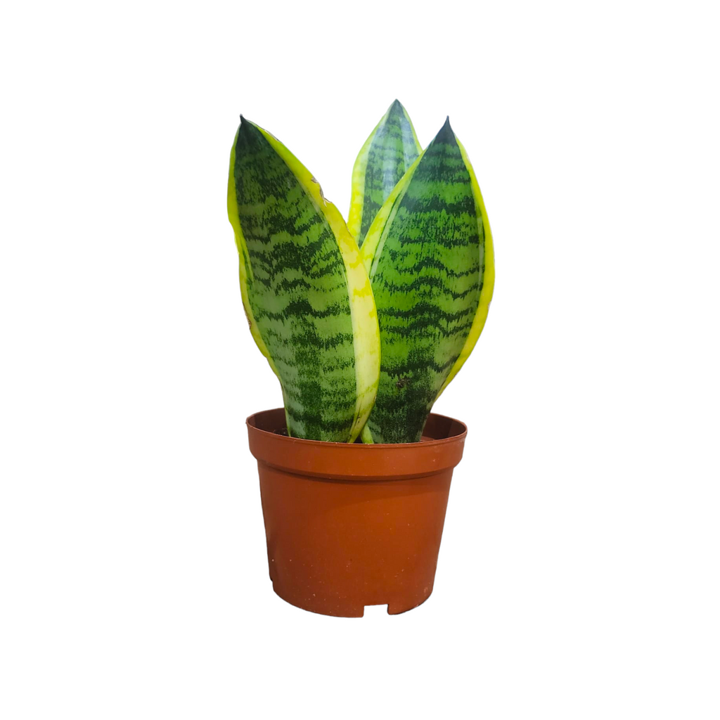[AS-IS] Sansevieria trifasciata, Mother-in-Law's Tongue (0.30m)
