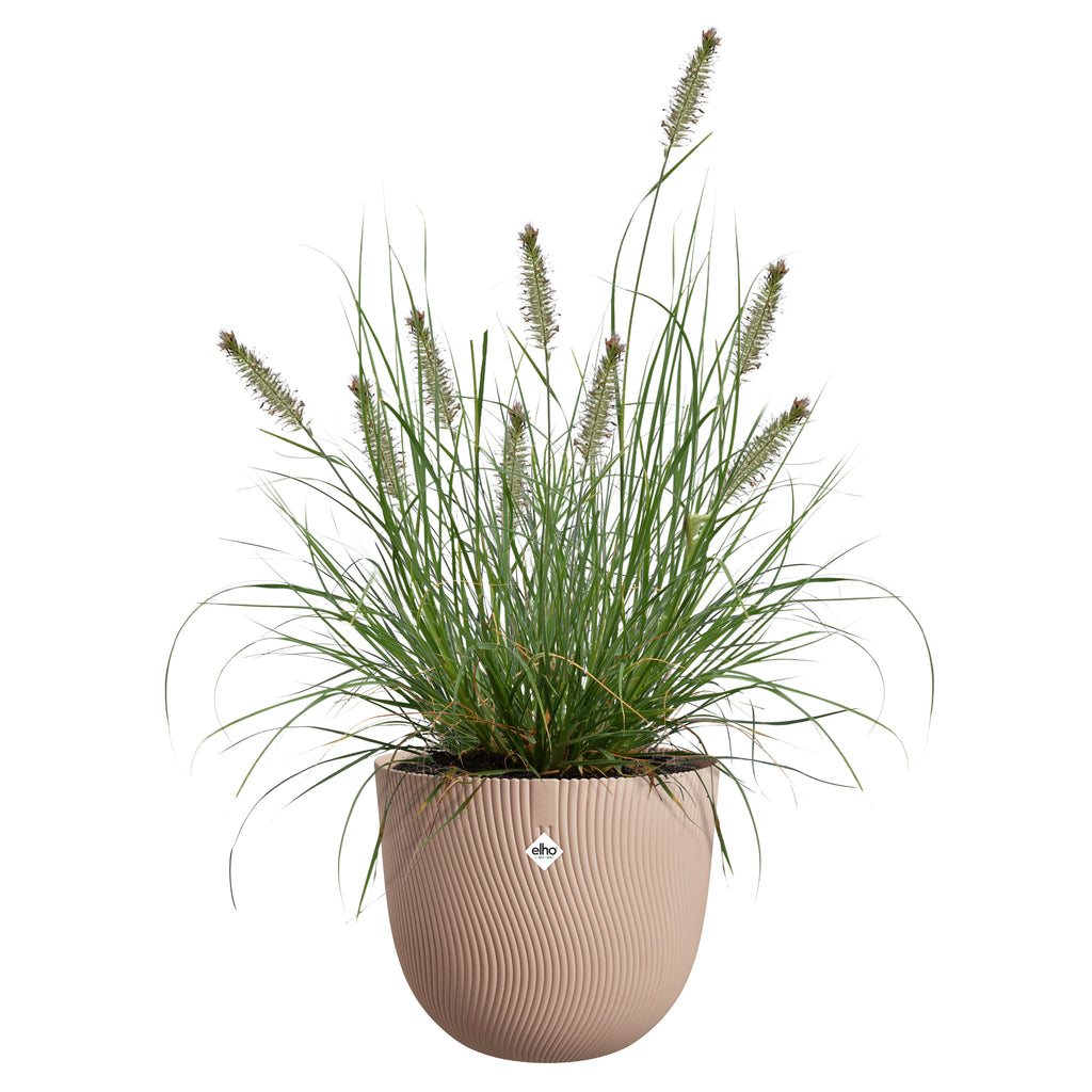 Potted plant with tall green grasses in a beige pot on a white background