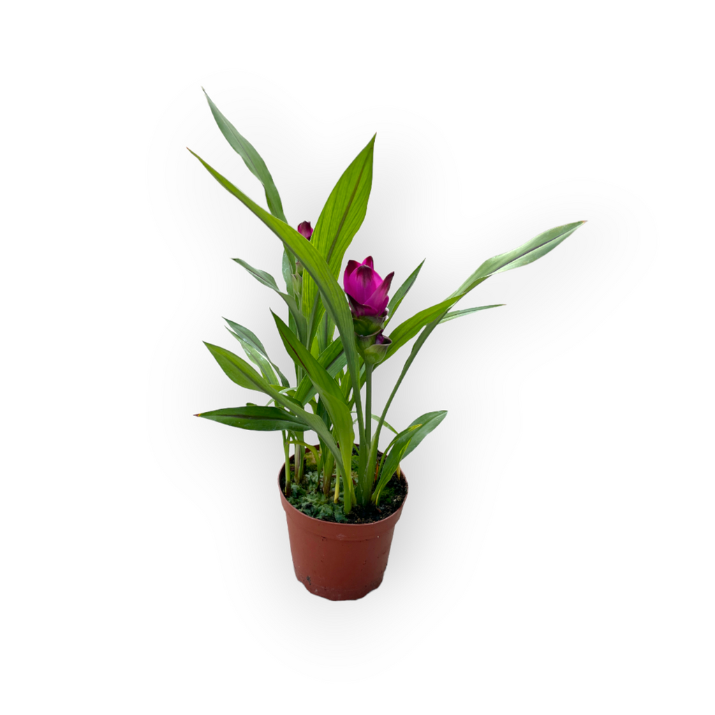 Curcuma alismatifolia, Siam Tulip (0.60mH)