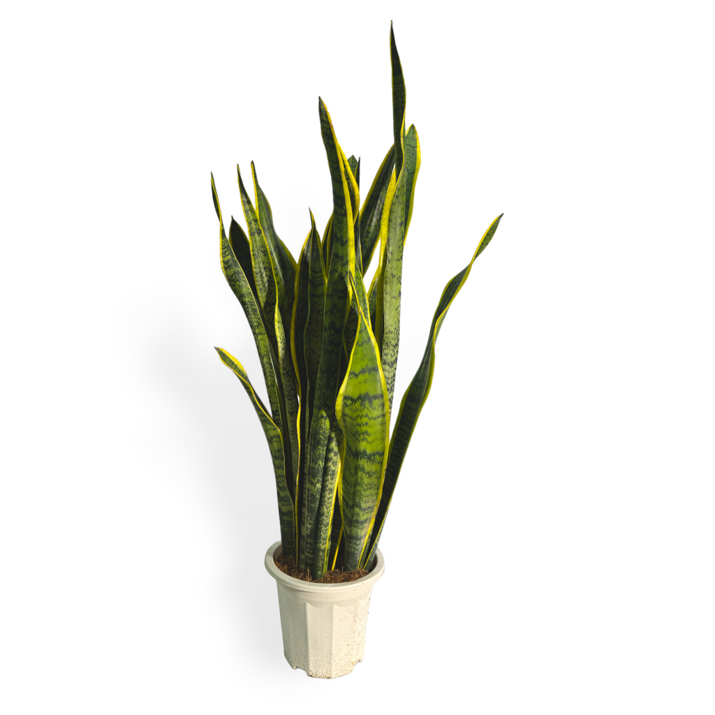 Dracaena trifasciata 'Laurentii', Mother-In-Law's Tongue, Sansevieria, Snake Plant (0.9m)