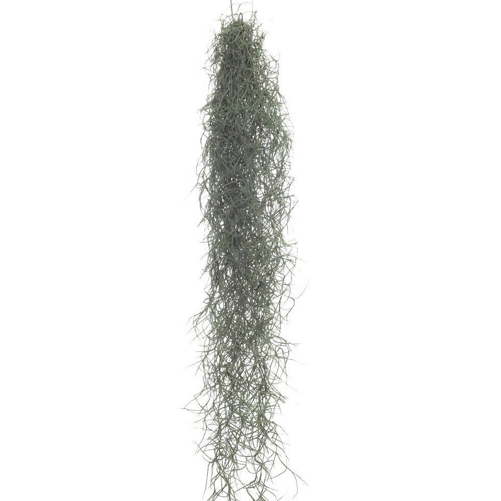 Tillandsia usneoides, Spanish Moss (hanging wire) (0.8m)