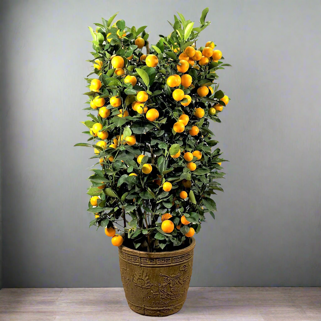 [PRE- ORDER] Four Season Lime 四季桔 in 10 Inch Pot (0.9m)