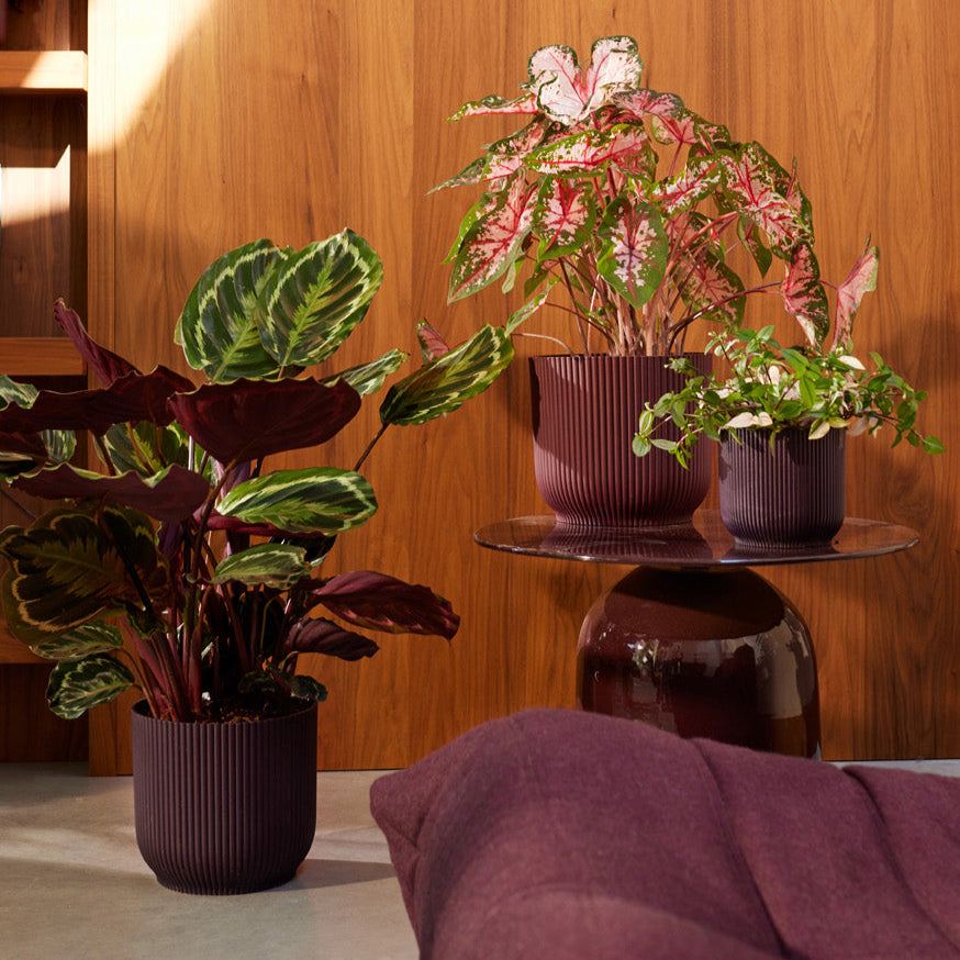 Indoor plants on a table against a wooden wall