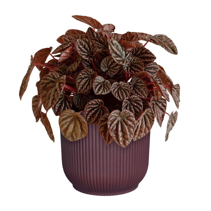 The Winery Collection 18cm in Bordeaux Red