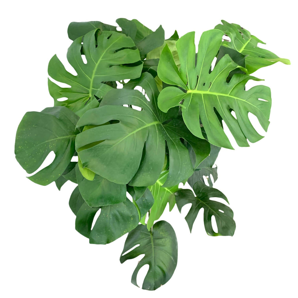 Monstera deliciosa, Swiss-cheese Plant in Black Dumpy Round Series 37cm (0.9m)