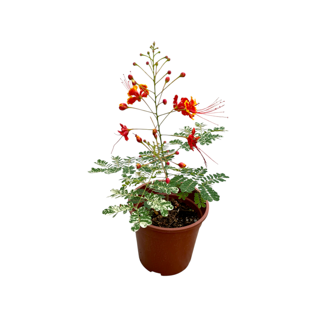 Caesalpinia pulcherrima Variegated, Variegated Leaf Peacock Flower (0.4mH)