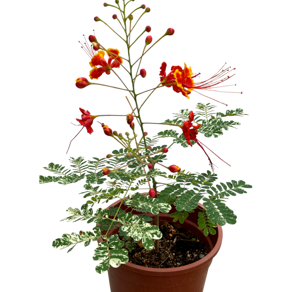 Caesalpinia pulcherrima Variegated, Variegated Leaf Peacock Flower (0.4mH)