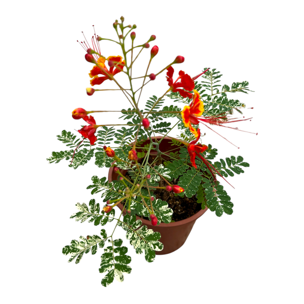 Caesalpinia pulcherrima Variegated, Variegated Leaf Peacock Flower (0.4mH)