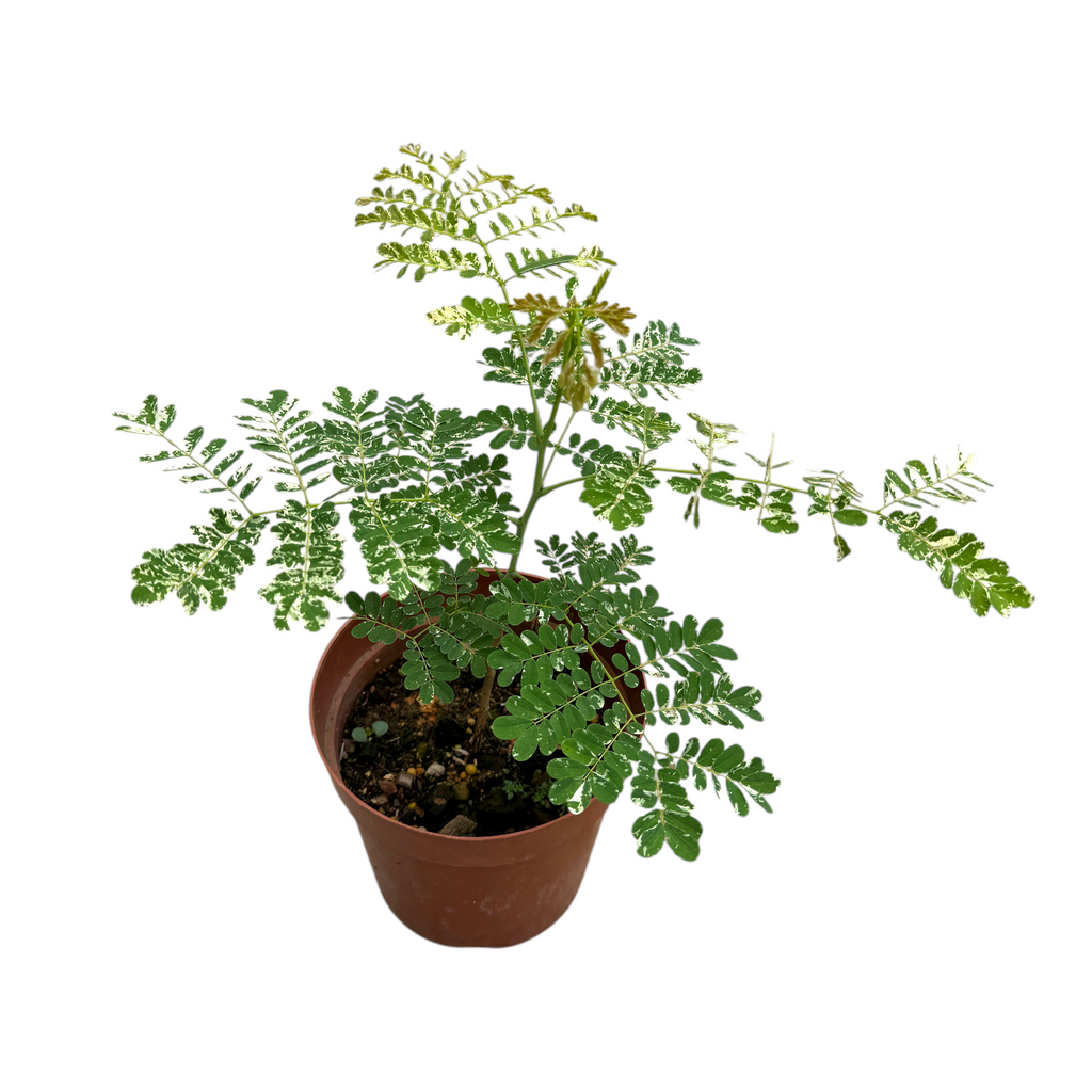 Caesalpinia pulcherrima Variegated, Variegated Leaf Peacock Flower (0.4mH)