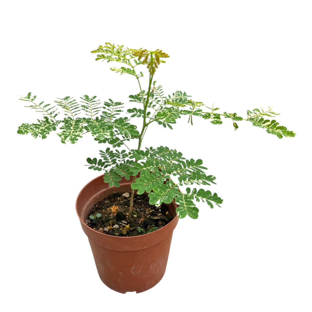 Caesalpinia pulcherrima Variegated, Variegated Leaf Peacock Flower (0.4mH)