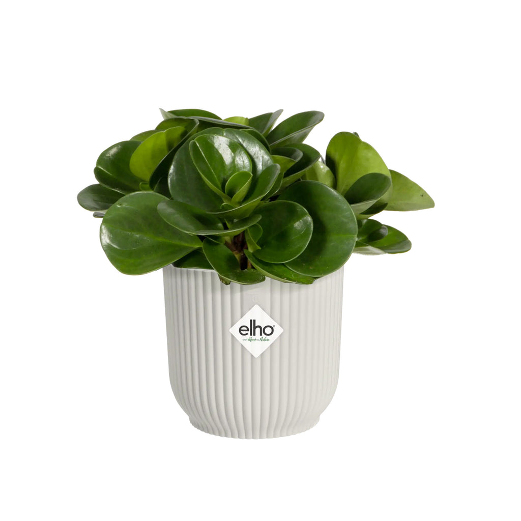 Vibes Fold Round Mini 7cm in Silky White
