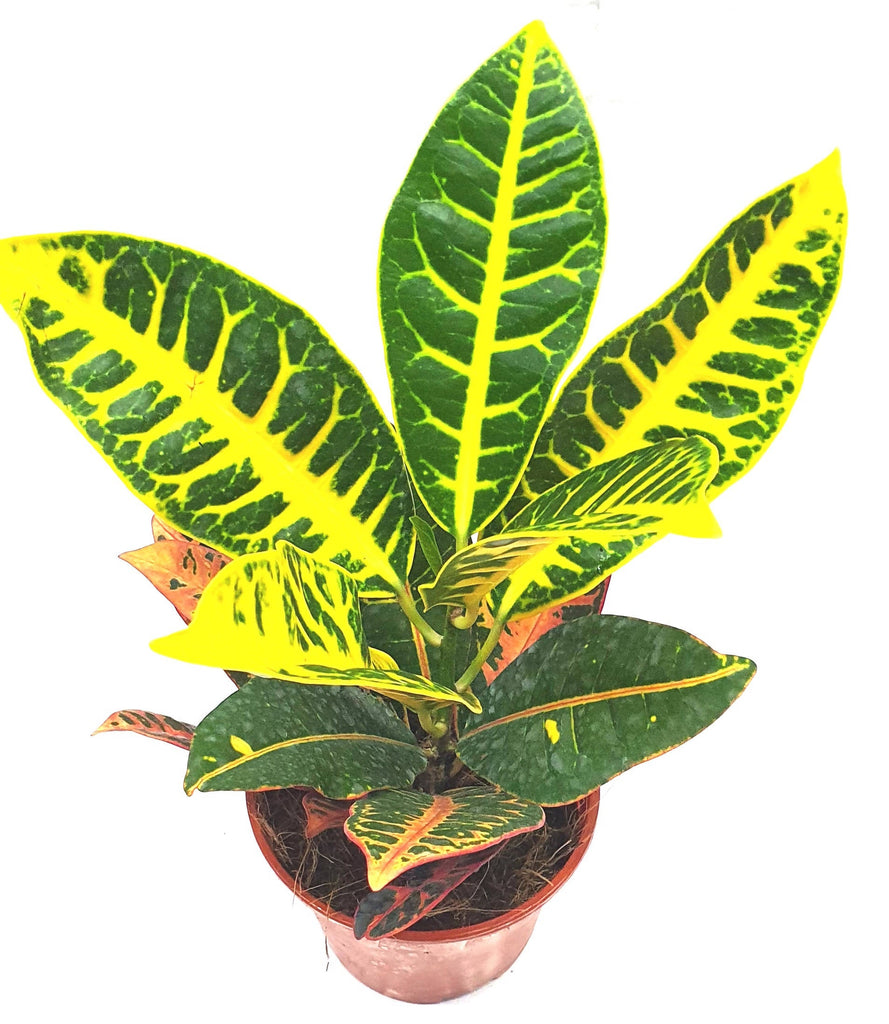 Crotons, Codiaeum variegatum (0.55m)