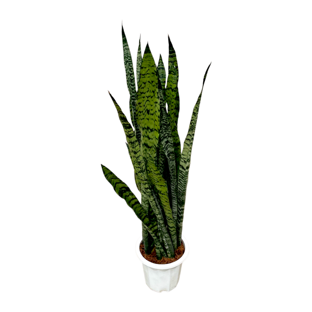 Sansevieria Zeylanica (1.2m)