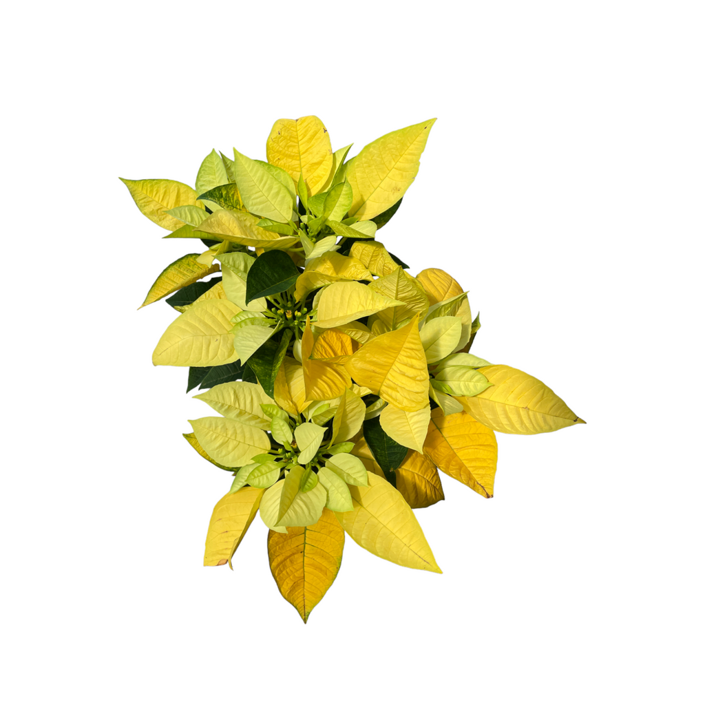 Euphorbia pulcherrima 'Yellow', Cameron.H Yellow Poinsettia (0.30m)