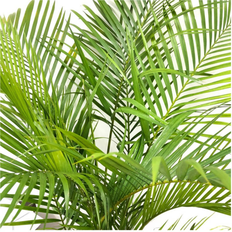 [AS-IS] Dypsis lutescens, Golden Cane Palm, Yellow Palm (1.5m)