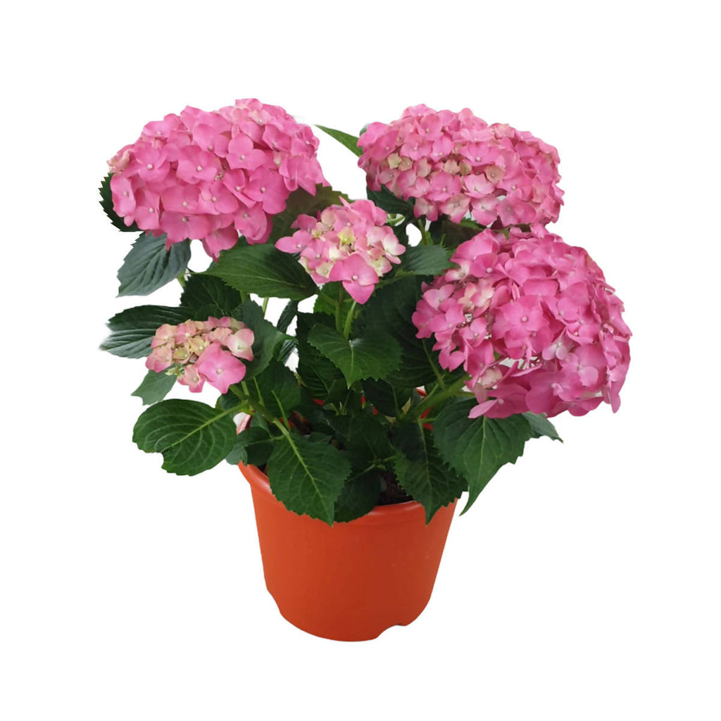 Hydrangea macrophylla, Assorted Colour Hydrangea (0.30mH)