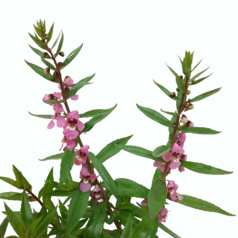 Angelonia Archangel Pink (0.3m)