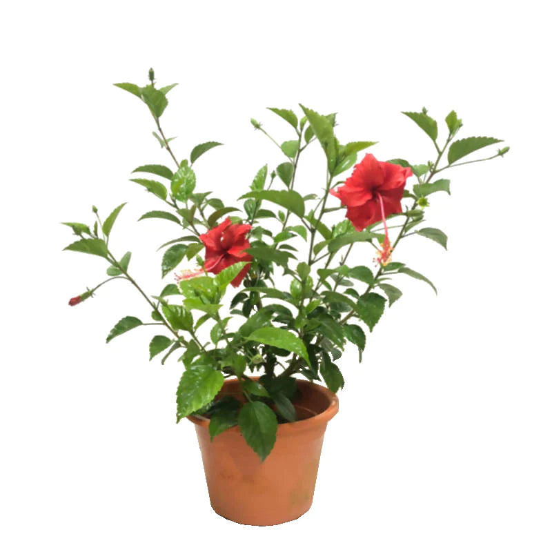 Hibiscus rosa-sinensis, Chinese Hibiscus, Rose of China (0.7m)